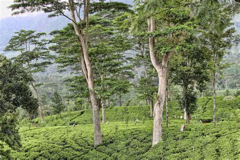 tea moisture meter in sri lanka|tea plantations in sri lanka.